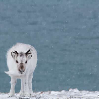 Teravmäed, longyearbyen, põhjala