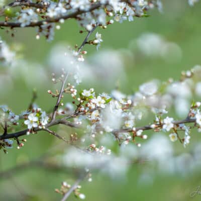Kirsiõied, bokeh, minimalism