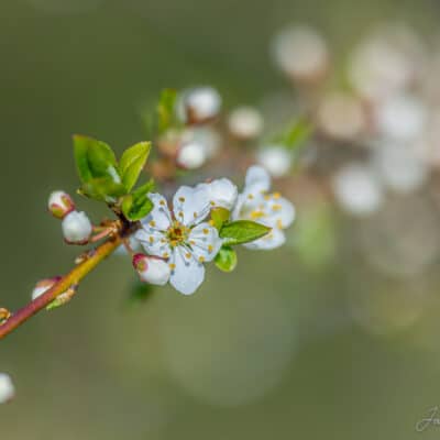 Kirsiõied, bokeh, minimalism