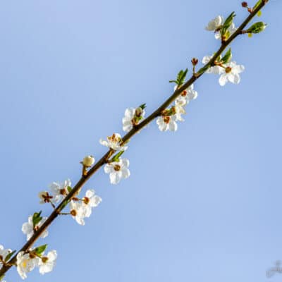 Kirsiõied, bokeh, minimalism