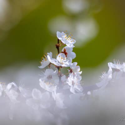 Kirsiõied, bokeh, minimalism