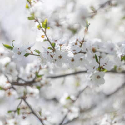 Kirsiõied, bokeh, minimalism