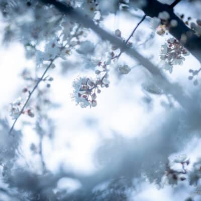 Kirsiõied, bokeh, minimalism