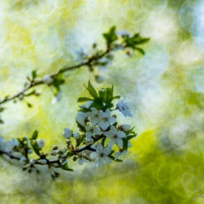 Õied, kevadine, bokeh