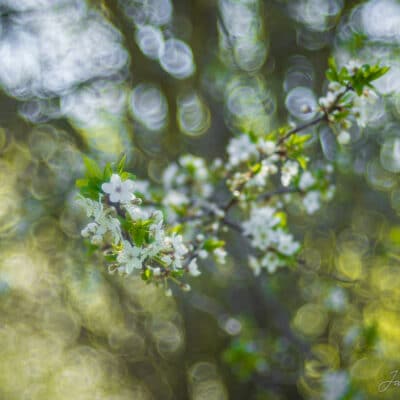 Õied, kevadine, bokeh