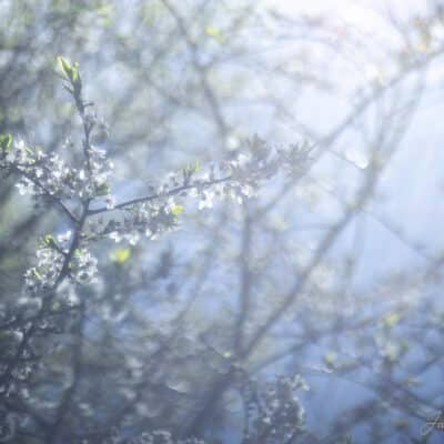 Õied, kevadine, bokeh