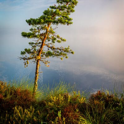 Puud, rabamänd, kakerdaja