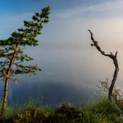 Puud, rabamänd, kakerdaja