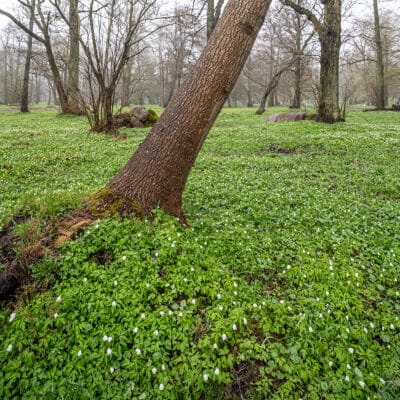 Park, ülased, lilled