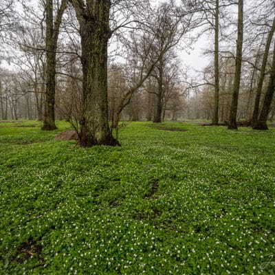 Park, ülased, lilled