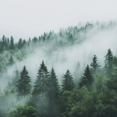 atmosfääriline nähtus, mets, udu, kuuse-nulg metsad, loor, džungel, udune, troopilised ja subtroopilised okaspuumetsad, mäeküla, vanade puudega mets