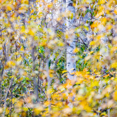 Kuldsed sügisvärvid