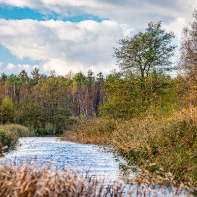 Värviline, sügisvärvid, värvilised lehed
