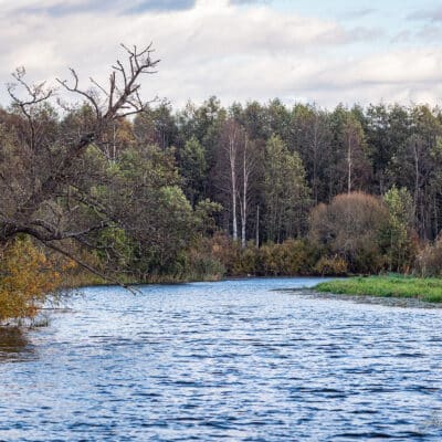 Sügisene mets Emajõe ääres