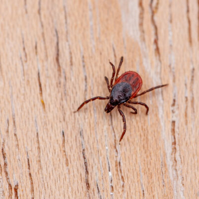 Kuriloom