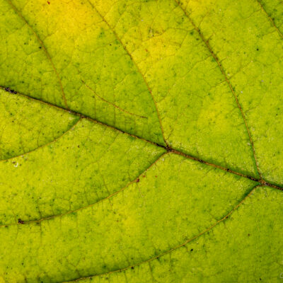 Roheline, Oks, Makrofotograafia, Taimed, Värv