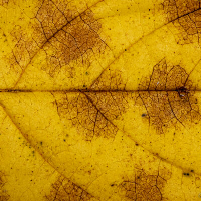 Kollane, Oks, Sügis, Makrofotograafia, Looduslik materjal